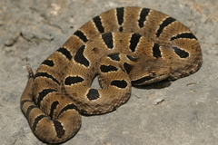 Crotalus morulus