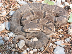 Crotalus morulus