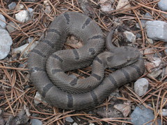 Crotalus morulus