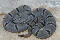 Crotalus morulus