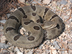 Crotalus morulus