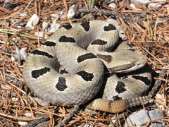 Crotalus morulus