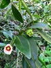 Red-heart Porcelain Flower - Photo (c) Ariane Pereira, some rights reserved (CC BY-NC-ND), uploaded by Ariane Pereira