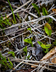 Ophioglossum pusillum