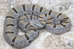 Crotalus morulus