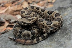 Crotalus morulus