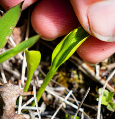 Ophioglossum pusillum