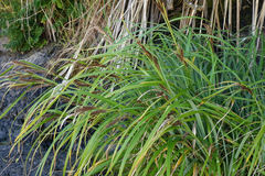 Carex trifida