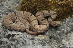 Crotalus morulus