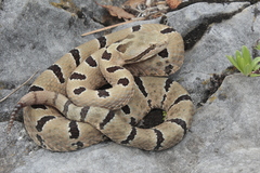 Crotalus morulus