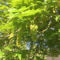 Acer pseudoplatanus