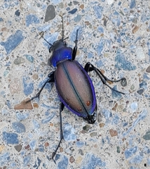 Carabus schoenherri