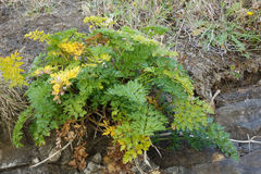 Anisotome lyallii