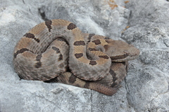 Crotalus morulus