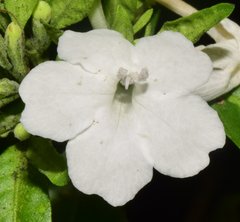 Ruellia foetida
