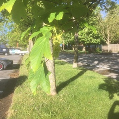Acer pseudoplatanus