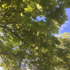 Acer pseudoplatanus