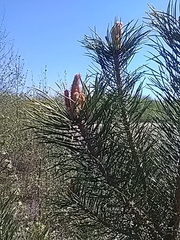 Pinus sylvestris