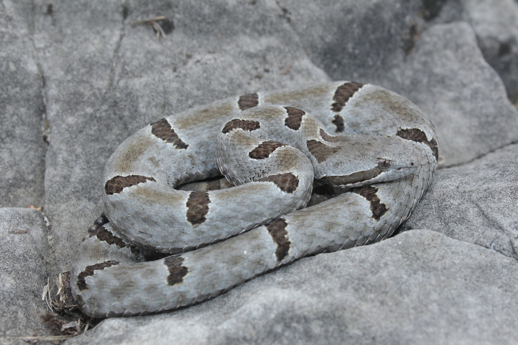 Tamaulipan Rock Rattlesnake in May 2016 by Michael Price · iNaturalist