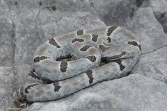 Crotalus morulus