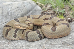 Crotalus morulus
