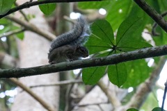 Funisciurus substriatus