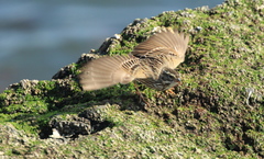 Passerculus sandwichensis beldingi