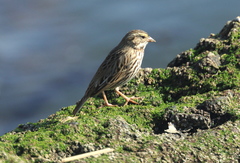 Passerculus sandwichensis beldingi