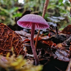 Laccaria gomezii