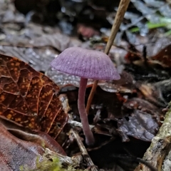Laccaria gomezii