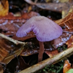 Laccaria gomezii