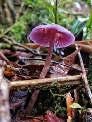 Laccaria gomezii