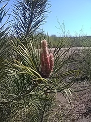 Pinus sylvestris