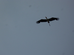 Mycteria leucocephala