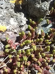 Sedum acre