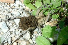 Lycosa hispanica
