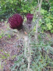Cirsium