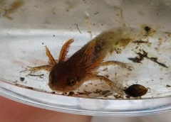 Lissotriton vulgaris