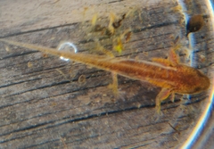 Lissotriton vulgaris