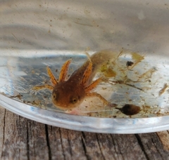 Lissotriton vulgaris