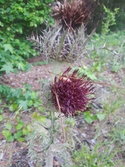 Cirsium