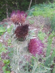 Cirsium