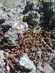 Sedum acre