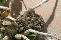 Lycosa hispanica
