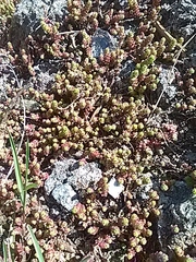 Sedum acre