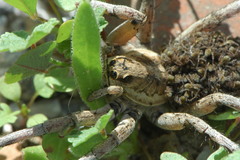 Lycosa hispanica