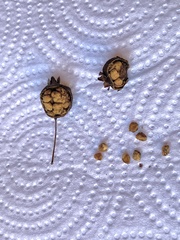 Psidium salutare mucronatum