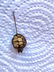 Psidium salutare mucronatum