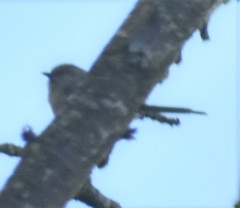 Psaltriparus minimus