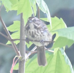 Melospiza melodia morphna